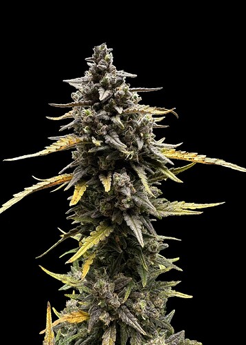 devil-xl-auto