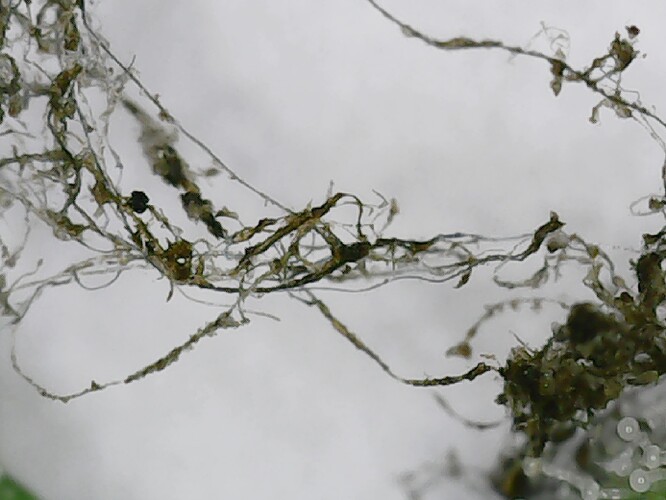 Growreport Bild 13