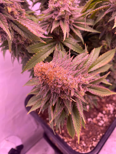 Growreport Bild 14