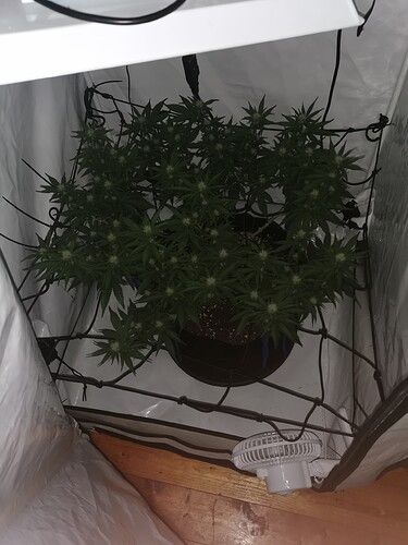 Growreport Bild 1