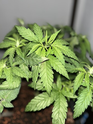 Growreport Bild 7