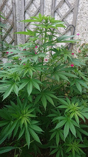 Growreport Bild 13