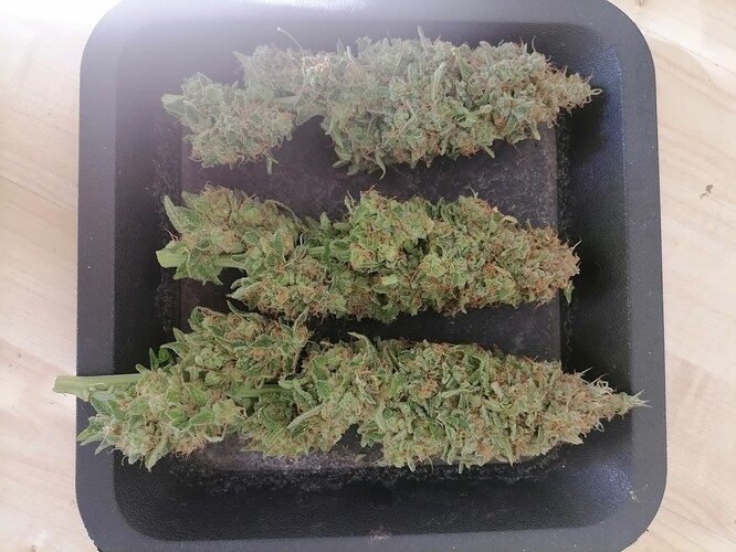 Growreport Bild 30