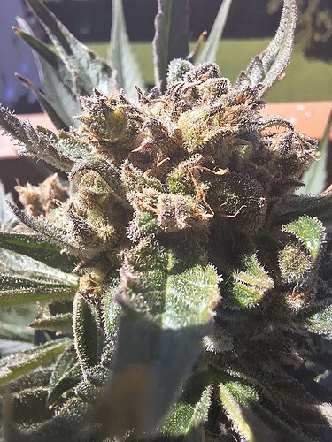 Growreport Bild 1