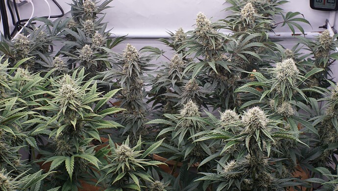 Growreport Bild 7