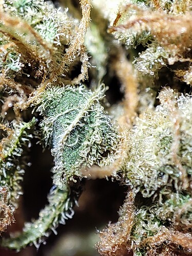 Growreport Bild 28