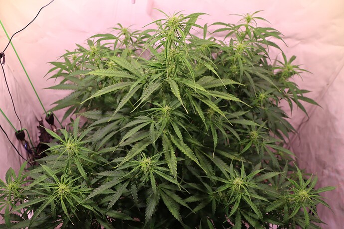 Growreport Bild 7