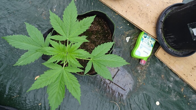 Growreport Bild 5