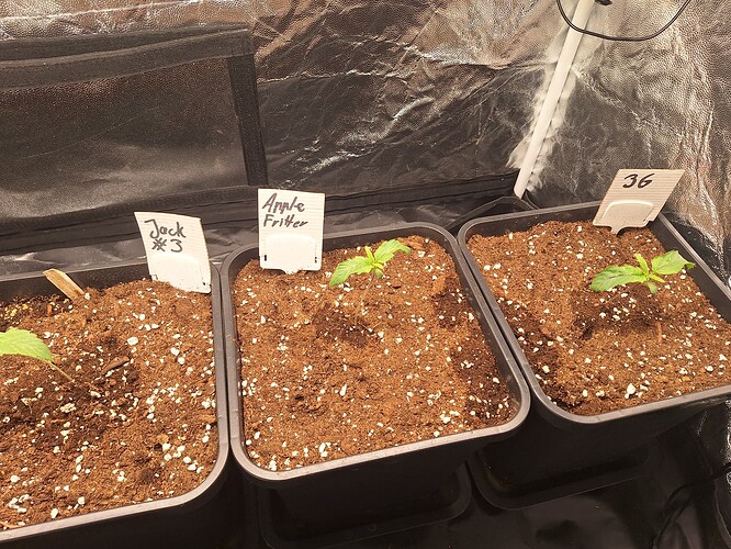 Growreport Bild 3