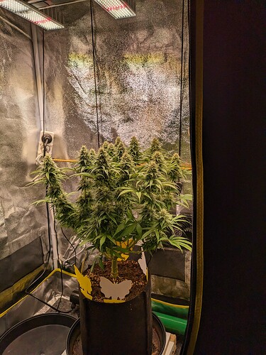 PXL_20240131_214852752