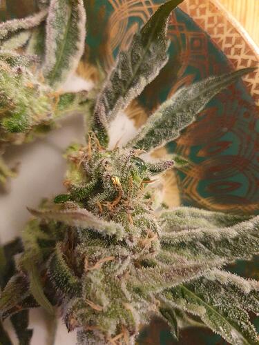 Growreport Bild 6