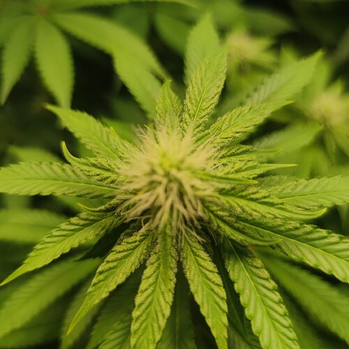 Growreport Bild 25