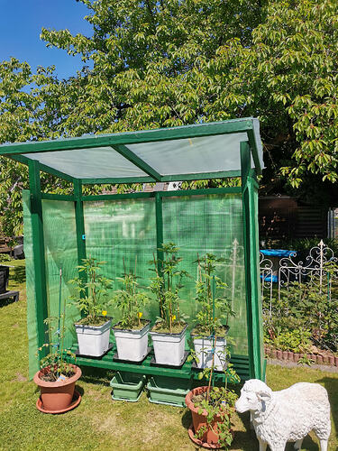 Kucky Hemp, LT30 (2)