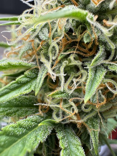 Growreport Bild 13