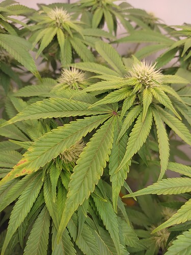 Growreport Bild 13