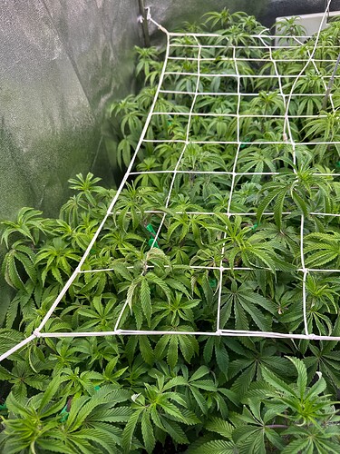 Growreport Bild 27