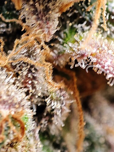 Growreport Bild 116