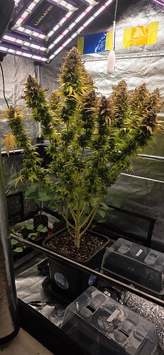 Growreport Bild 96