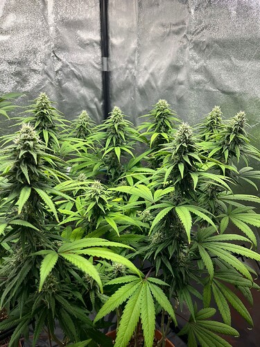 Growreport Bild 2