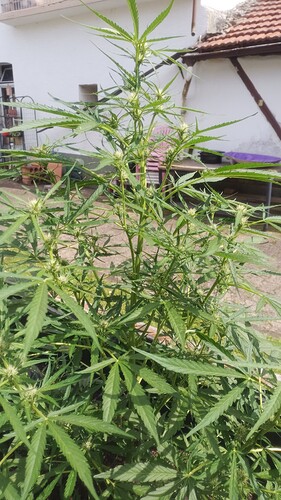 Growreport Bild 8