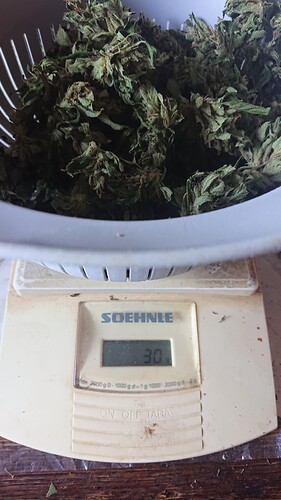 Growreport Bild 39