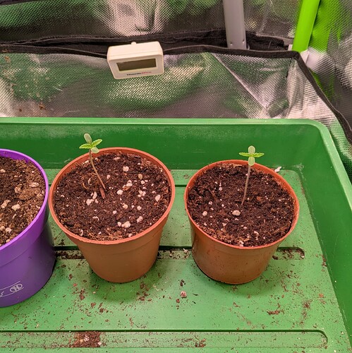 Growreport Bild 7