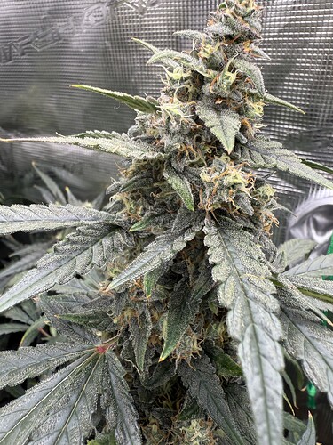 Growreport Bild 12