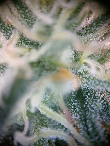 Growreport Bild 9