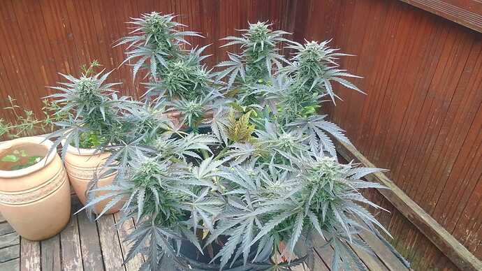 Growreport Bild 3
