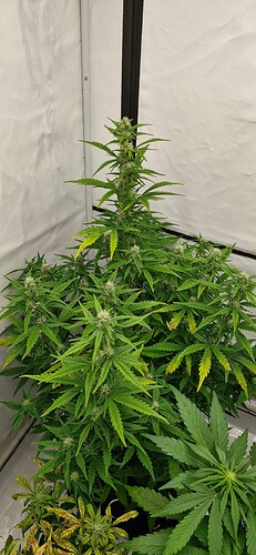 Growreport Bild 7