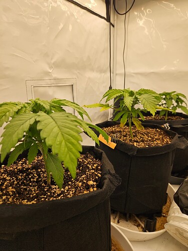 Growreport Bild 27