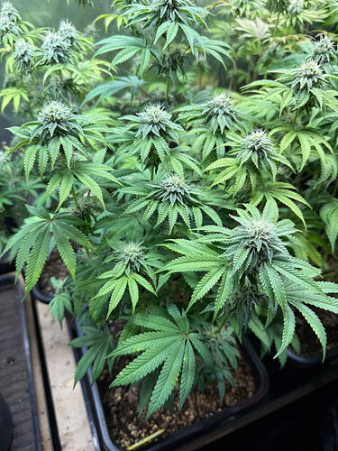Growreport Bild 14