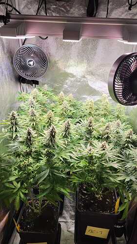 Growreport Bild 1