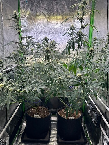 Growreport Bild 2