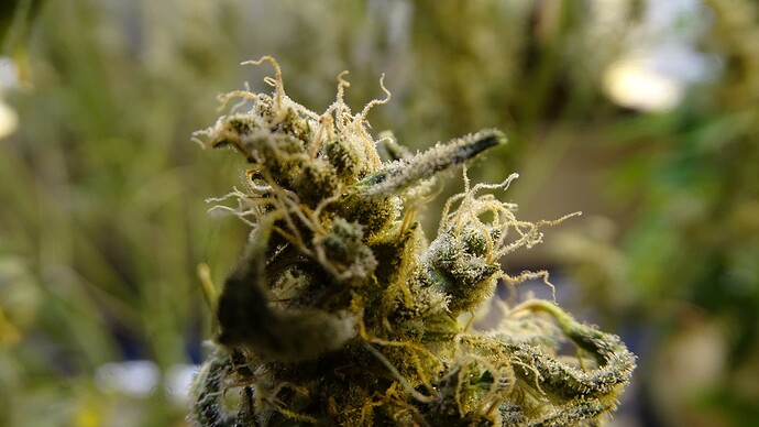Growreport Bild 34