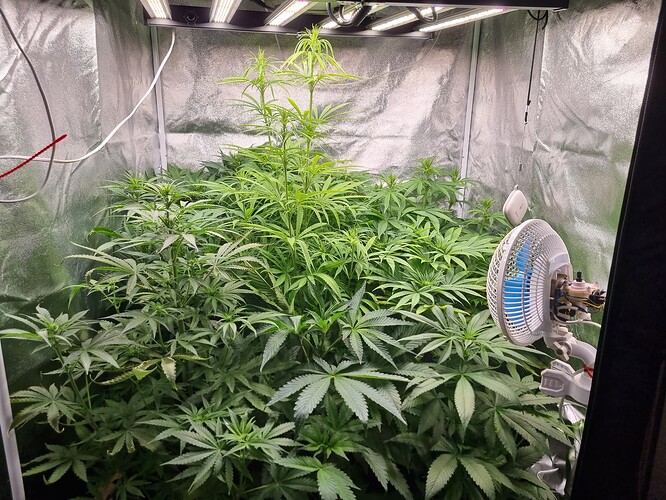 Mehrere Cannabispflanzen in einem Zelt unter einer LED-Wachstumslampe, mit einem Ventilator zur Belüftung.