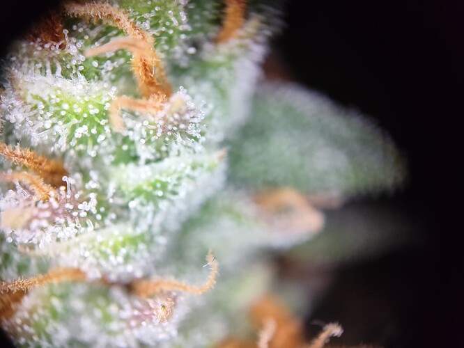 Growreport Bild 12