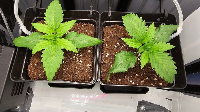 Growreport Bild 3