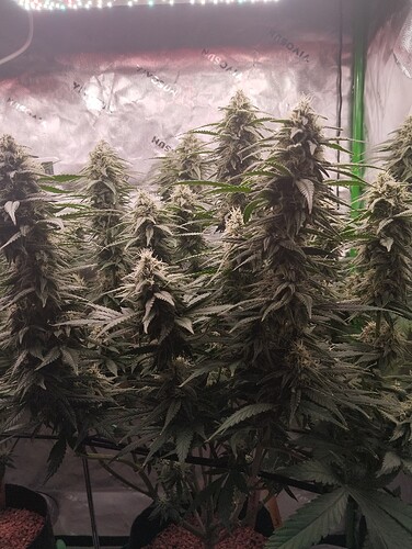 Growreport Bild 4