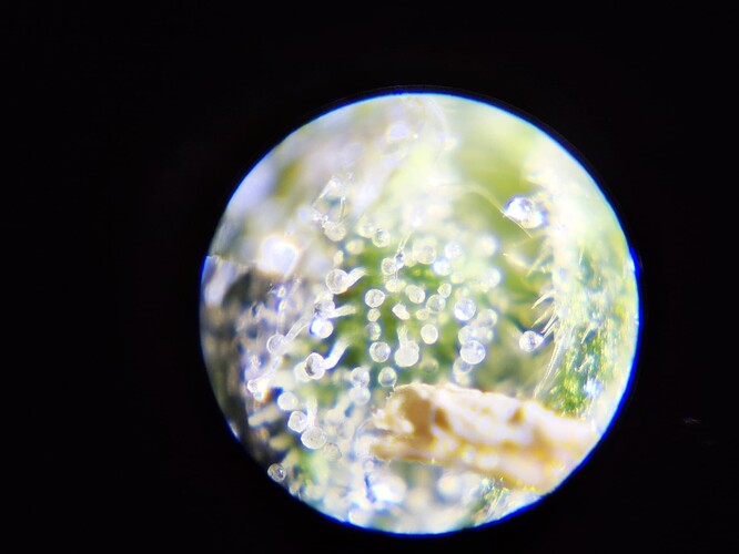 Growreport Bild 27