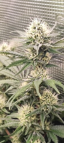 Growreport Bild 7