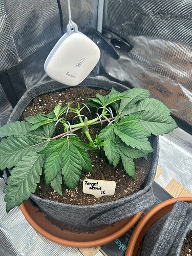Growreport Bild 25