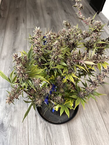 Growreport Bild 4