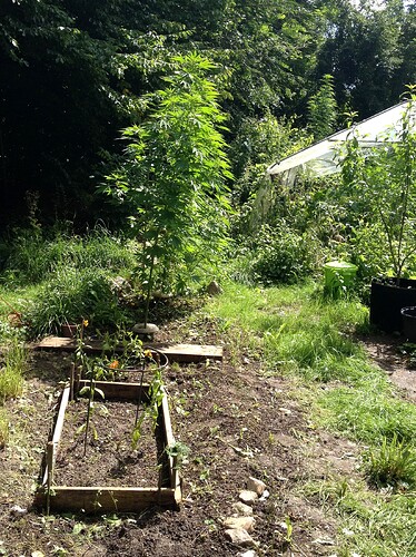 Growreport Bild 2