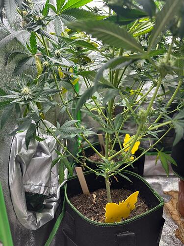Zwei Cannabispflanzen in Stofftöpfen in einem Growzelt während der Blütephase mit gelben Klebefallen.