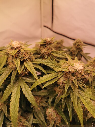 Growreport Bild 2