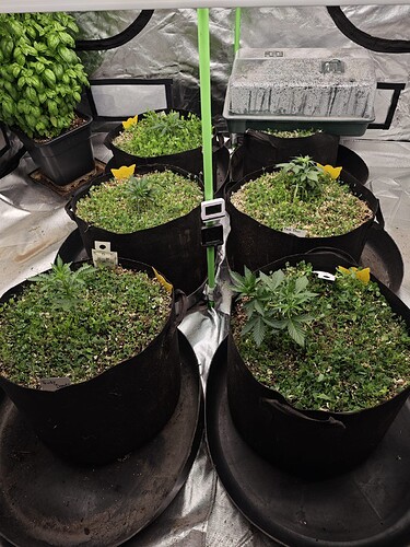 Growreport Bild 16