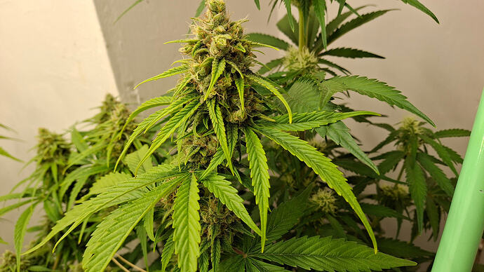 Growreport Bild 312