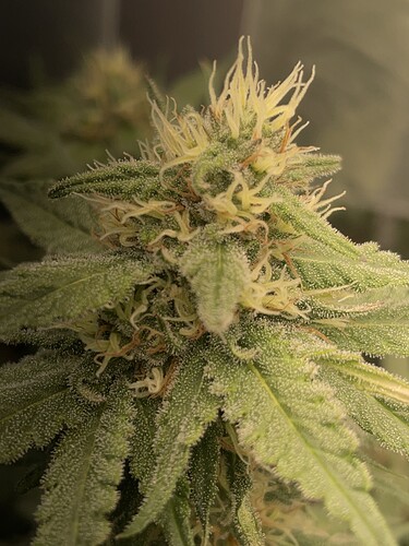 Growreport Bild 4