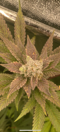Growreport Bild 8